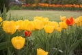 Tulips garden Royalty Free Stock Photo