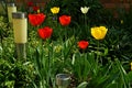 Tulips in the garden