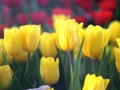 Tulip garden blooming on season and filed fill full colorfull of flower