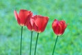 Tulips in the garden. A bouquet of red tulips on a green background. Flowers of red tulips flowering against the background of gre Royalty Free Stock Photo