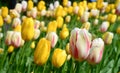 Tulips in a garden Royalty Free Stock Photo