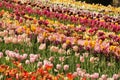 Tulips Garden. Chateau de Chenonceau. Chenonceaux. France Royalty Free Stock Photo