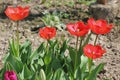 Tulips in the garden close-up