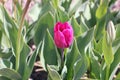 Tulips in the garden close-up