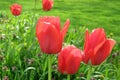 Tulips in garden Royalty Free Stock Photo