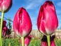 Tulips in the garden with a drop of water