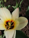 Tulips in the garden