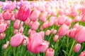 Tulips garden focus , soft blur of sun rise to colorful Tulips flowers field turn to soft pink color in spring Holland or Netherla Royalty Free Stock Photo