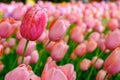 Tulips garden focus , soft blur of sun rise to colorful Tulips flowers field turn to soft pink color in spring Holland or Netherla Royalty Free Stock Photo