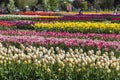 Tulips garden at Holland, Michigan Royalty Free Stock Photo