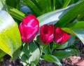 Tulips in a garden in Italy