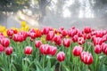 Tulips garden in morning mist Royalty Free Stock Photo