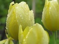 Tulips in Garden After Rain