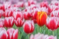 Tulips garden soft focus