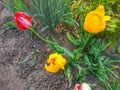 Tulips in the garden Royalty Free Stock Photo