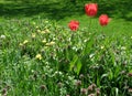 Tulips in garden Royalty Free Stock Photo