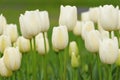 Tulips in garden