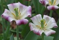 Tulips gesneriana