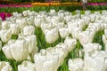 Tulips of the Ghost species