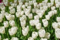 Tulips of the Ghost species