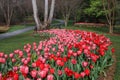 Tulips at Gibbs Gardens near Atlanta Georgia