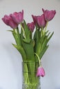 Tulips in a glass vase, one tulip drooping