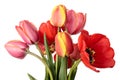 Tulips Royalty Free Stock Photo