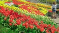 Tulips got water Royalty Free Stock Photo