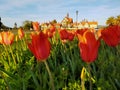 Tulips at Government Gardens, Rotorua