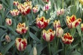 Tulips Grand Perfection Triumph Group grown in flowerbed.