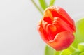 Tulips on a gray background copy space