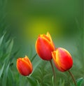 Tulips on a green background