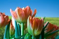 Tulips and green field