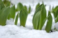 Tulips green leaves in the snow.Flowers under the snow.First spring flowers. Spring season.spring nature background Royalty Free Stock Photo