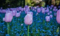 Tulips Royalty Free Stock Photo