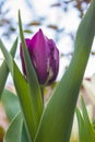 Purple tulips grow in my garden.