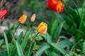 Tulips growing everywhere in spring