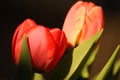 Tulips growing in the garden