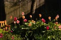 Tulips growing in a garden, seasonal flower