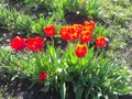 Tulips Royalty Free Stock Photo