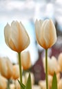 Tulips growing in a lush green backyard garden in summer. Beautiful peach flowering plants flourishing and blooming in a Royalty Free Stock Photo