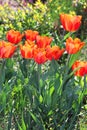 Tulips growing in the park