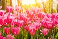 Tulips in the Gulhane Park Rosehouse, Istanbul, Turkey