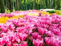 Tulips in the Gulhane Park Rosehouse, Istanbul, Turkey Royalty Free Stock Photo