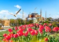 Tulips and Hagia Sophia Royalty Free Stock Photo