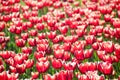 Tulips heads horizontal pattern