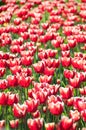 Tulips heads vertical pattern