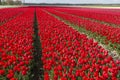 Tulips in Holland