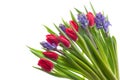 Tulips and Hyacinths