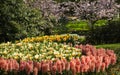 Tulips, hyacinths and daffodils